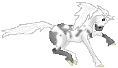 SID Grey Storm, sweet grey tovero mare