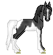 LS Fairy Flame - black pinto mare out of Fancy Footwork by Ebony Flame