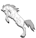 CN Dark Shadow, sweet lippizaner stallion made by Amaya