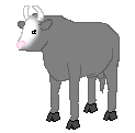 Grey Blaze