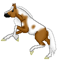 OS Hot Sands, light chestnut tobiano