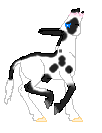 Meron, donkey stallion