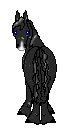 CN Blackie, very old friesan mare, she came from Amaya