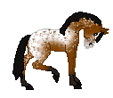 LS Party - next appaloosa mare made by me