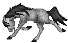 SID Done Cucker, cute silver TB stallion out of Candice by Donatello
