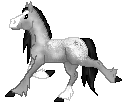 SID Under May, sweeet gray blanket mare out of Marie by Under Fire