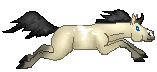 SID Buttermilk, Paint horse mare, buttermilk buckskin minimal overo