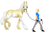 SID Sunrise Rain, 3 years thoroughbred mare, isabela palomino overo