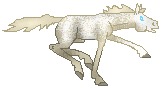 SID Ivory Mist, ivory champagne leopard, cute Appaloosa stallion from Katelin