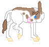 Selina, little spotted donkey mare
