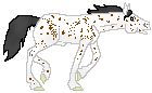 Spotted Phantom - appaloosa stallion out of Bay Confetti by Phantom, for breeding