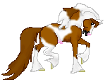 OS Dream Maker, gypsy chestnut pinto stallion