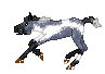 WCS Crossed Blue Moon, cute blue roan pinto out of Tri-Colored Dream by Shadow Moon