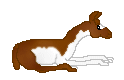 DHR Second Hope, out of DHR Surprize, alpaca female