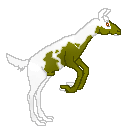 DHR Dunnon, dun/white alpaca male