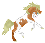 DHR Berry And Cream, cute peach pinto stallion out of Isn�t She Something by Berry�d And Confetti made by LeAnne