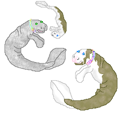 Wow and here is my family of Florida Manatees, my pinto colored male is DHR Exciting, female is DHR Silvianoa and their son DHR Estonoa