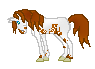 DHR Maximum Pleasure is chestnut few spot appaloosa mini mare