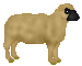 Tawnie