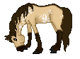 OS Fearless Flames, cute brown dun TB/appaloosa cross mare made by Alex