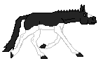 DWS Tootsie Pop, cute, black splashed white warmblood mare