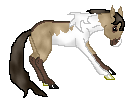 DHR Rolling Stone, sweet dun tobiano mare