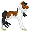 DHR Starlight Dancer, cute bay splash Paint mare