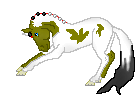 DHR Find The Treasure, cute dun tovero warmblood mare made by LeAnne