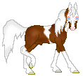 DHR Heavenly Illusion of Gold, cute chestnut Paint stallion