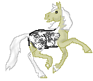 DHR Roses Darkness, appaloosa stallion out of Sunlit Roses by Wyld Flight