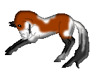 CN Sha-Har, cute bay pinto mare out of Shan-naro by Karakaiten made by Amaya
