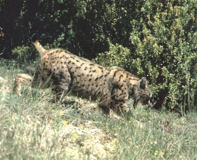 lin13.jpg (47947 bytes)