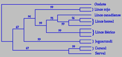 lin40.jpg (13052 bytes)