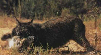 lince05.jpg (10193 bytes)