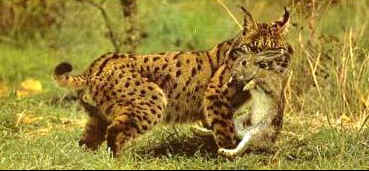 lince2.jpg (13299 bytes)
