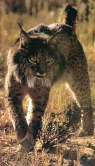 lince3.jpg (11393 bytes)