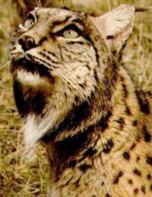 lince4.jpg (21163 bytes)