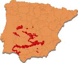 lince49.jpg (3868 bytes)