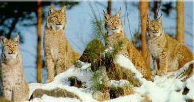 lince5.jpg (14825 bytes)