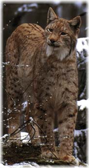 lince6.jpg (15527 bytes)