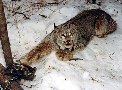 lince_cepo.jpg (23380 bytes)