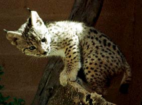 lincebebe.jpg (12829 bytes)