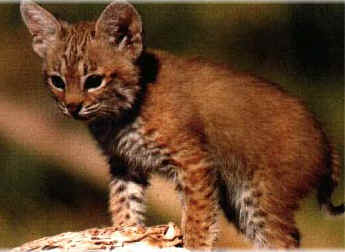 lincebebe2.jpg (11662 bytes)