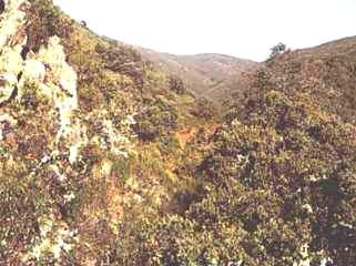 malcata.jpg (28526 bytes)