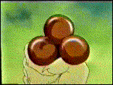 Tygra animation