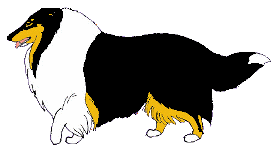 collie