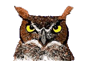 owl