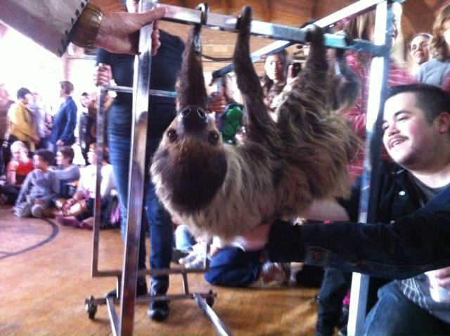 sloth