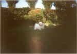 Happy dans le jardin de Pontault