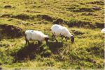 moutons en Irlandeen 2000 (2 photos)